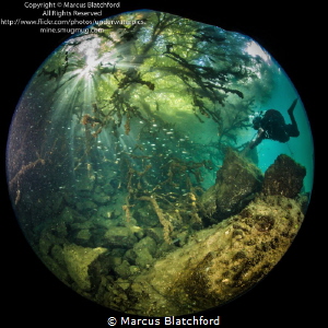 Diver and fish under tree by Marcus Blatchford 